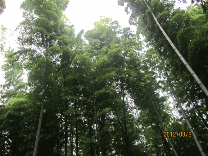 深美特仿真茅草瓦園林景區